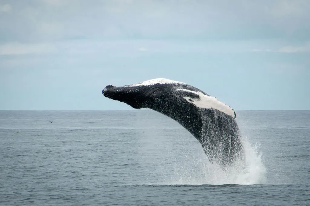 Whale Watching: Tour from Reykjavik