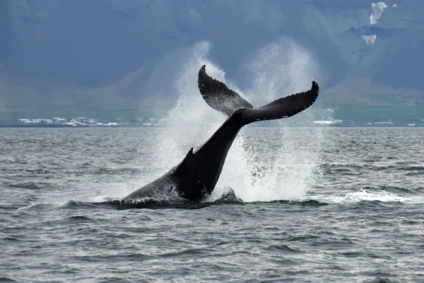 Whale Watching: Tour from Reykjavik