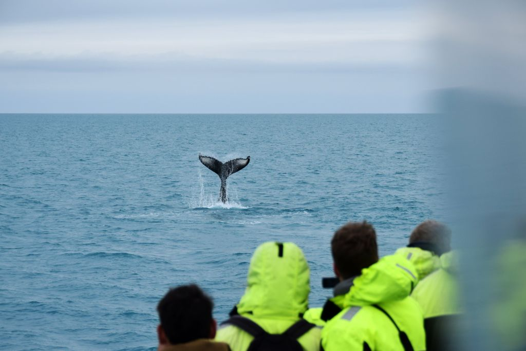 Observação de baleias: excursão saindo de Reykjavik