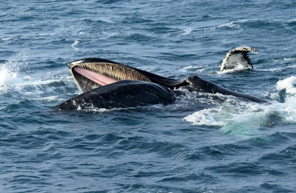 Whale Watching: Tour from Reykjavik