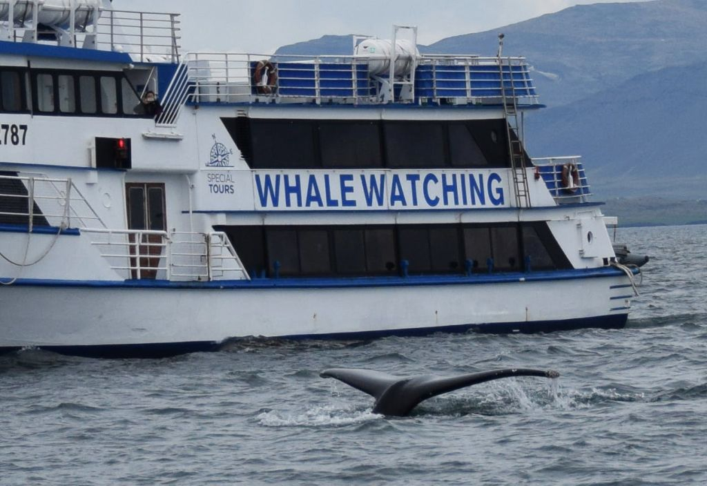 Observação de baleias: excursão saindo de Reykjavik