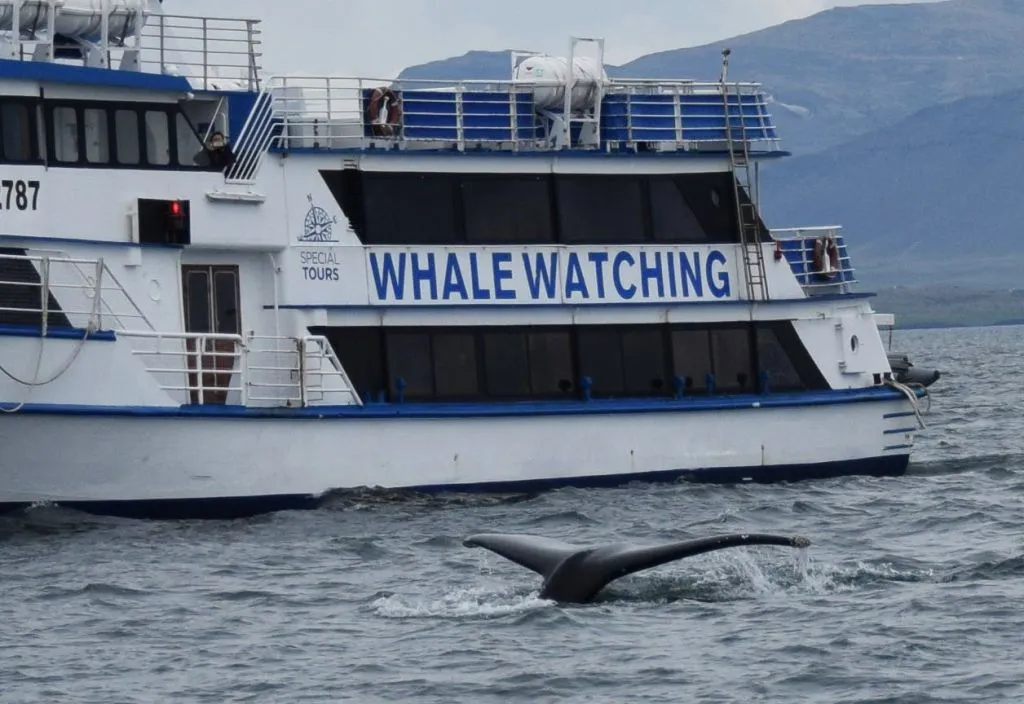 Whale Watching: Tour from Reykjavik