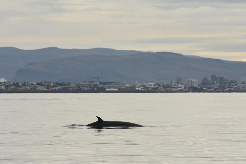 Whale Watching: Elding's Wildlife Exhibition Entry + Tour from Reykjavik