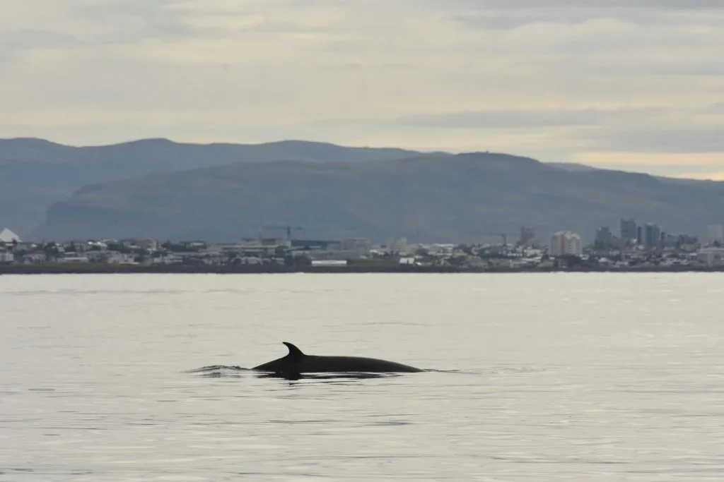 Whale Watching: Elding's Wildlife Exhibition Entry + Tour from Reykjavik