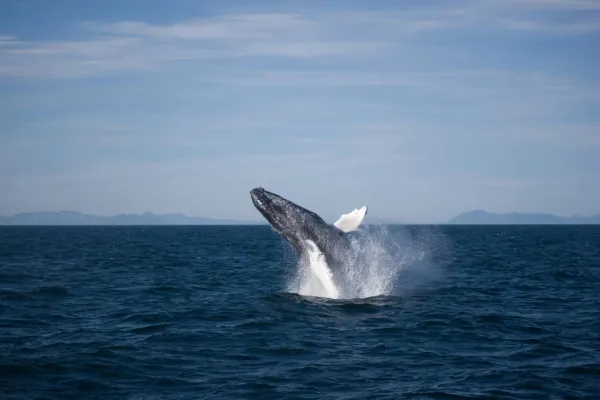 Whale Watching: Elding's Wildlife Exhibition Entry + Tour from Reykjavik