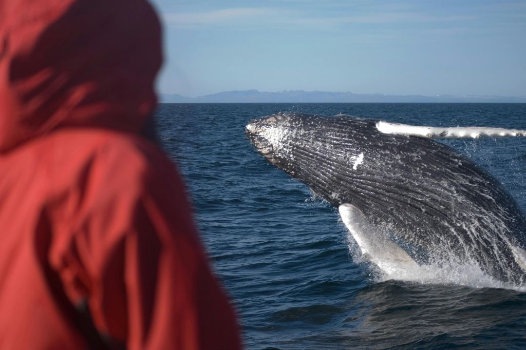 Whale Watching: Elding's Wildlife Exhibition Entry + Tour from Reykjavik