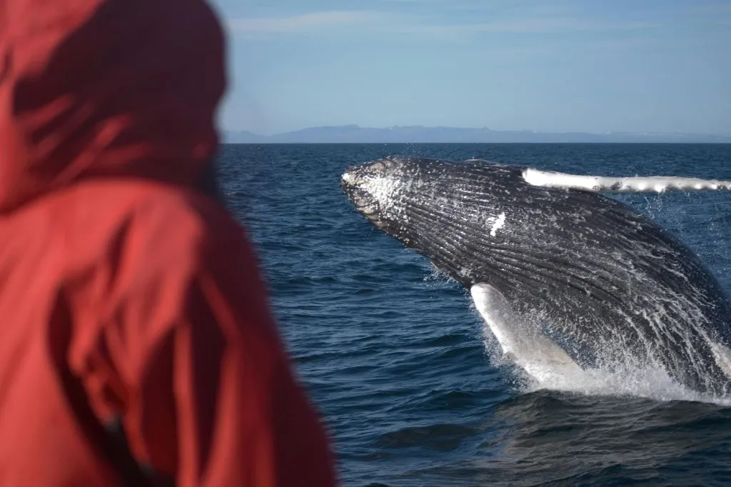 Whale Watching: Elding's Wildlife Exhibition Entry + Tour from Reykjavik