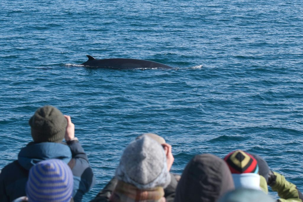 Whale Watching: Elding's Wildlife Exhibition Entry + Tour from Reykjavik