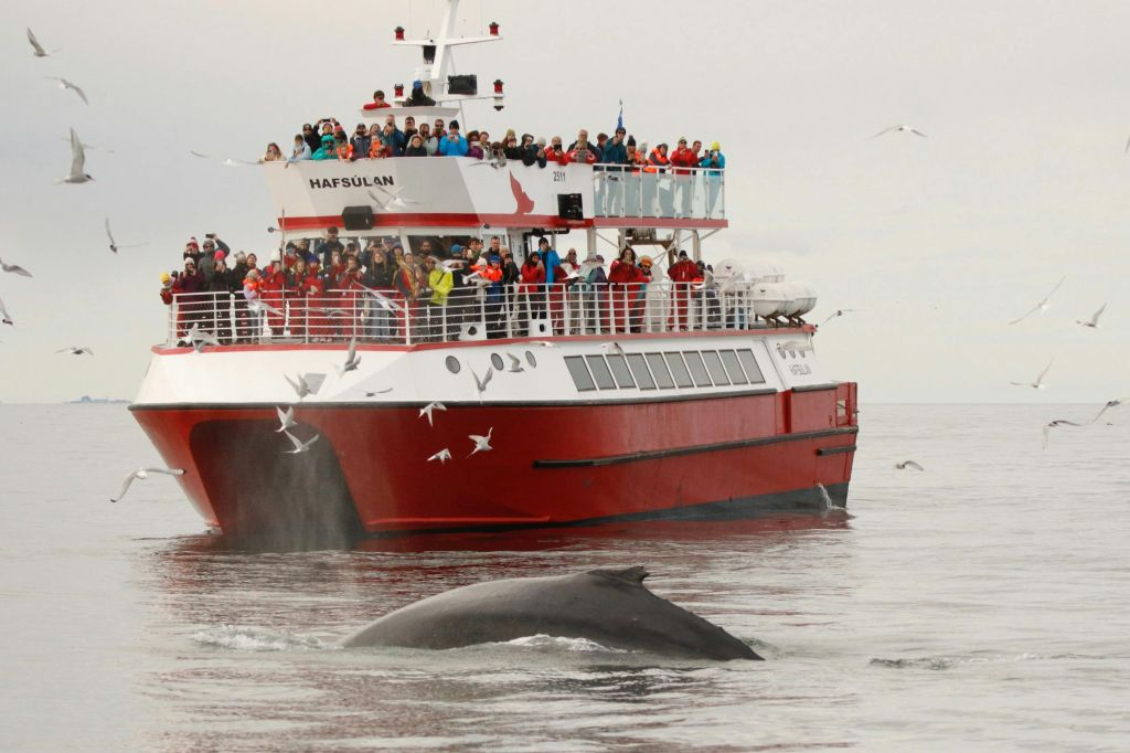 Whale Watching: Elding's Wildlife Exhibition Entry + Tour from Reykjavik