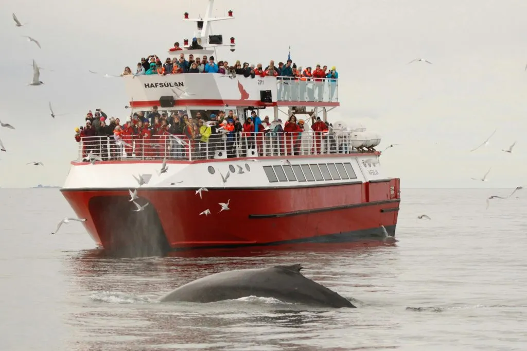 Whale Watching: Elding's Wildlife Exhibition Entry + Tour from Reykjavik