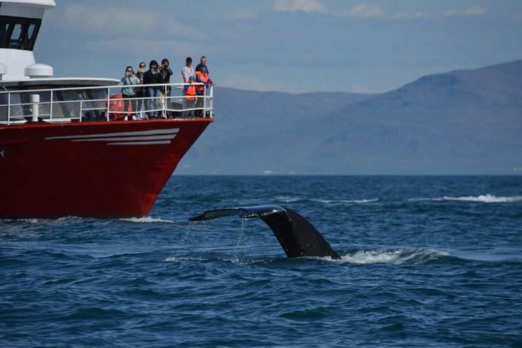 Whale Watching: Elding's Wildlife Exhibition Entry + Tour from Reykjavik