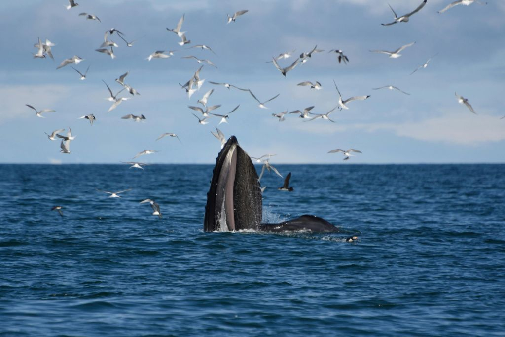 Whale Watching: Elding's Wildlife Exhibition Entry + Tour from Reykjavik