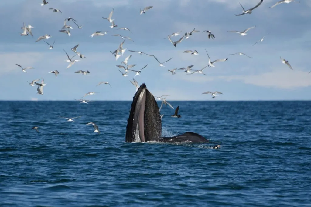 Whale Watching: Elding's Wildlife Exhibition Entry + Tour from Reykjavik