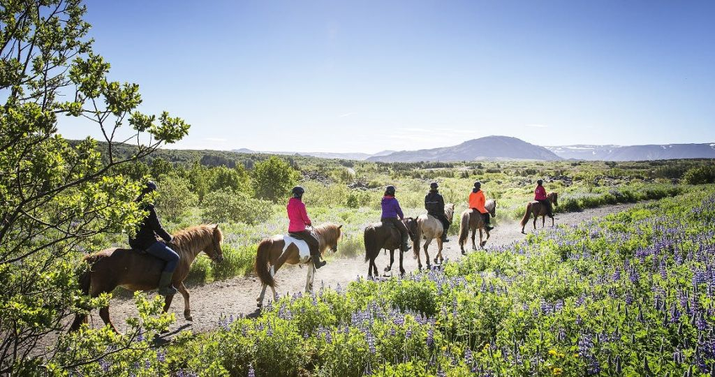 Horseback Riding with Icelandic Horses through the Lava Fields of Hafnarfjörður