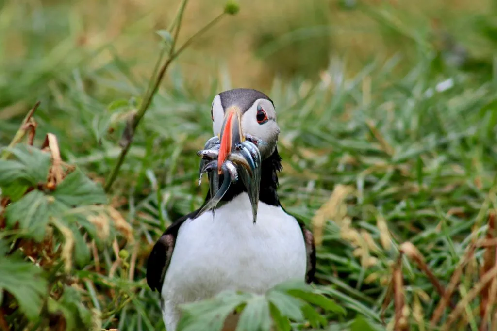 Iceland: Puffin Watching Tour from Reykjavik