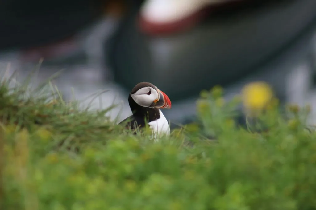 Iceland: Puffin Watching Tour from Reykjavik