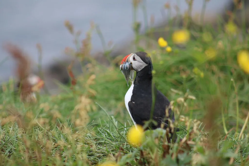 Iceland: Puffin Watching Tour from Reykjavik