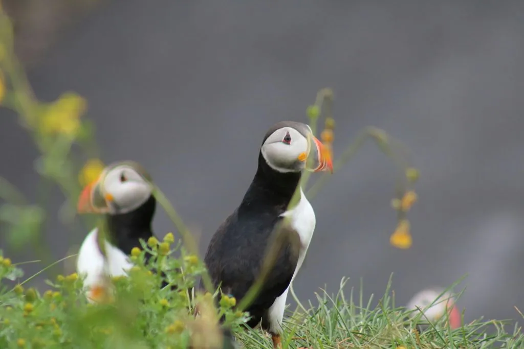Iceland: Puffin Watching Tour from Reykjavik