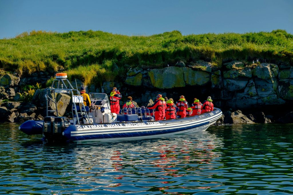 Observação de baleias: Passeio com Puffins Watching saindo de Reykjavik