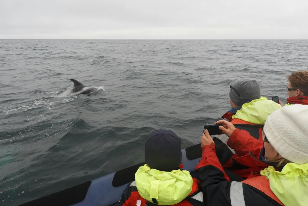 Whale Watching: Tour with Puffins Watching from Reykjavik