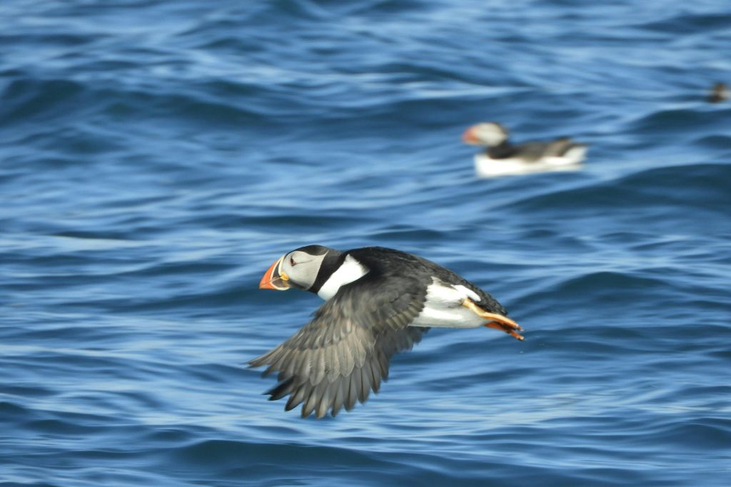 Observação de baleias: Passeio com Puffins Watching saindo de Reykjavik