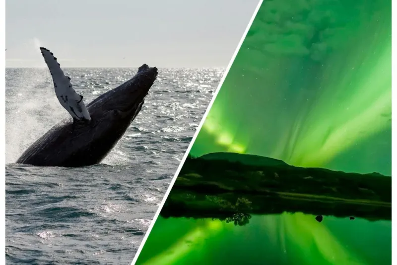 Reykjavik: Cruzeiro combinado de observação de baleias e aurora boreal