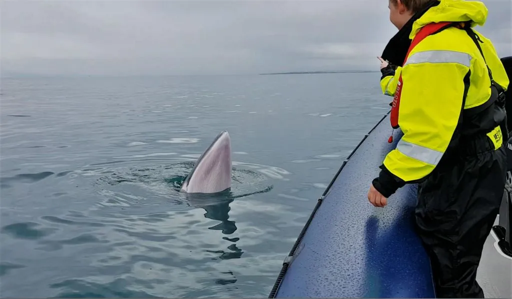 Whale Watching: Whales of Iceland Entry + RIB Boat Tour from Reykjavik