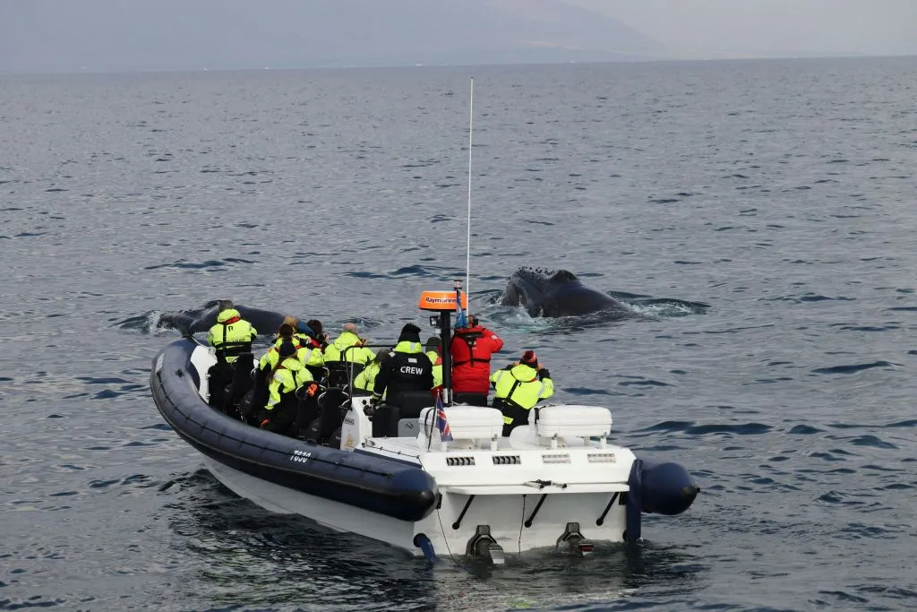 Whale Watching: Whales of Iceland Entry + RIB Boat Tour from Reykjavik