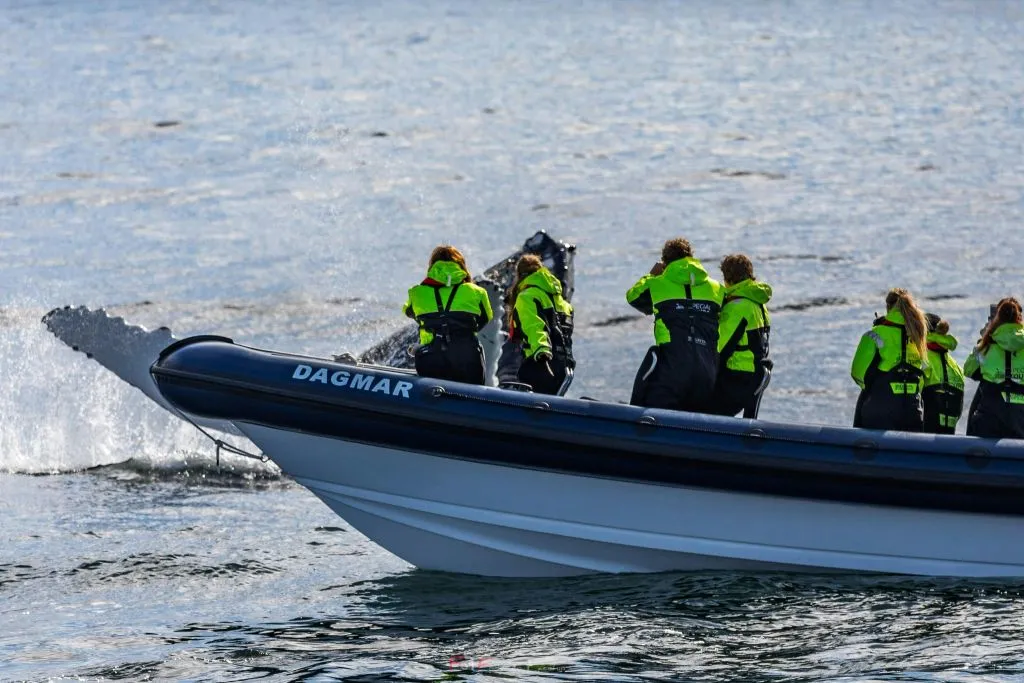 Whale Watching: Whales of Iceland Entry + RIB Boat Tour from Reykjavik