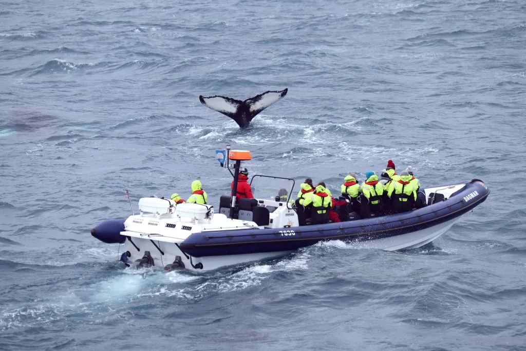 Whale Watching: Whales of Iceland Entry + RIB Boat Tour from Reykjavik