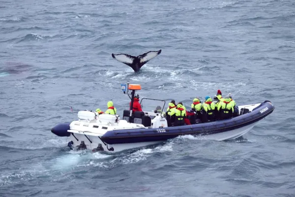 Whale Watching: Whales of Iceland Entry + RIB Boat Tour from Reykjavik