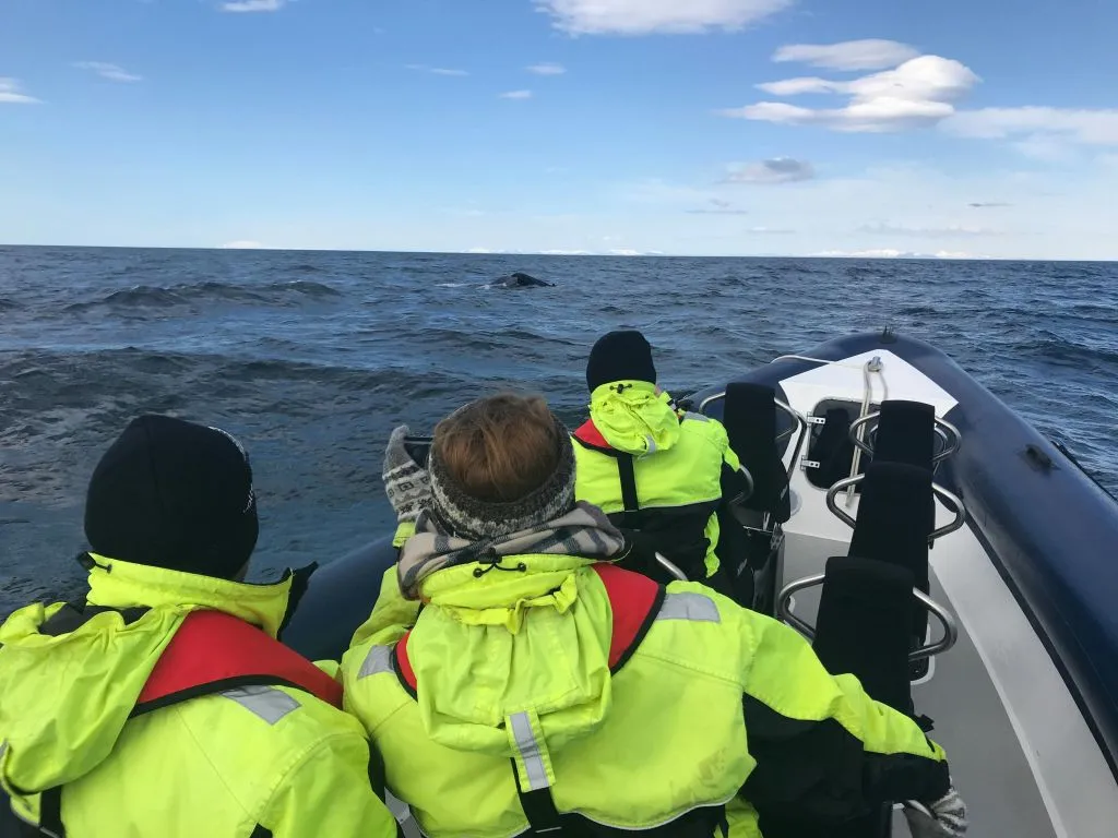 Whale Watching: Whales of Iceland Entry + RIB Boat Tour from Reykjavik