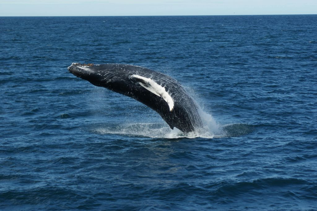 Reykjavik: Guided Whale Watching Tour