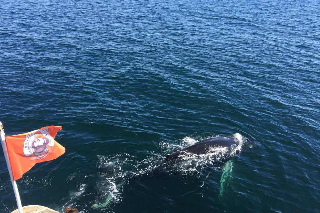 Reykjavik: Guided Whale Watching Tour