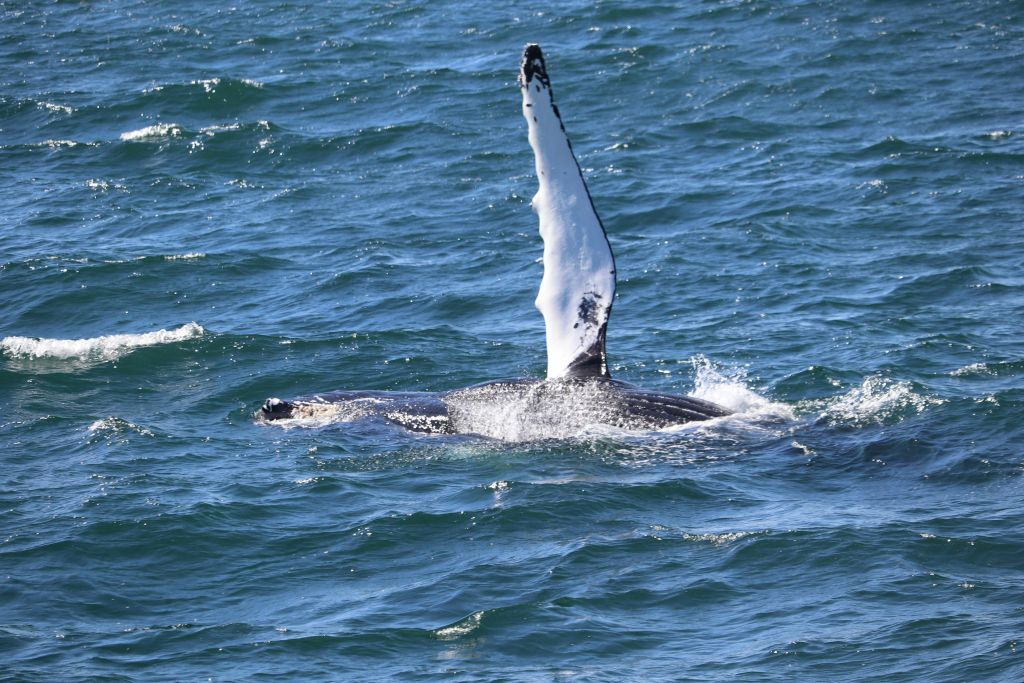 Reykjavik: Guided Whale Watching Tour