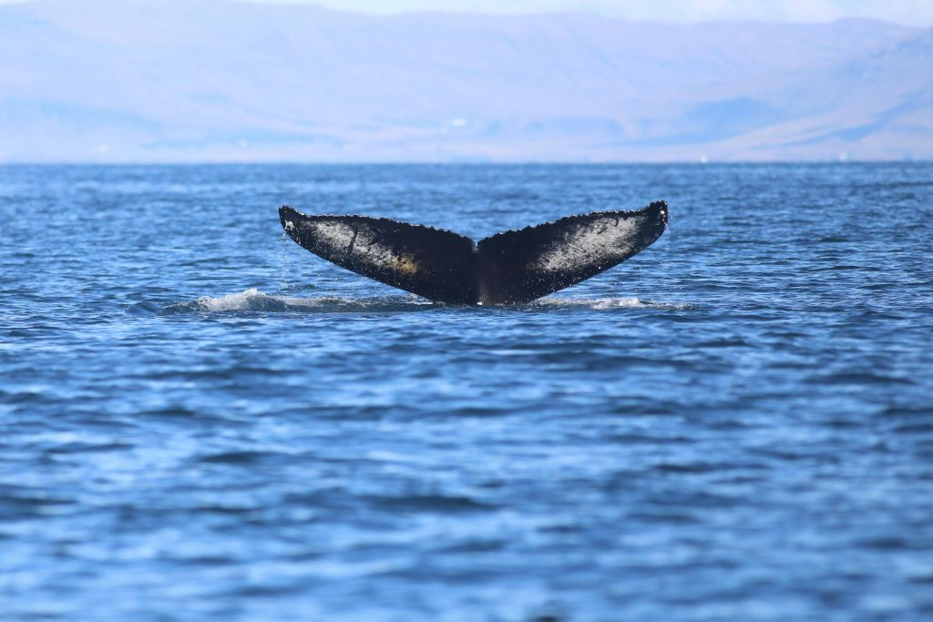 Reykjavik: Guided Whale Watching Tour