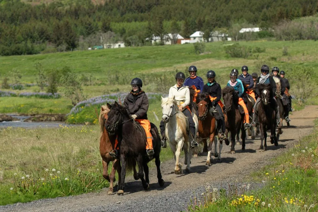 Islândia: Passeio a cavalo - Montanhas e Prados