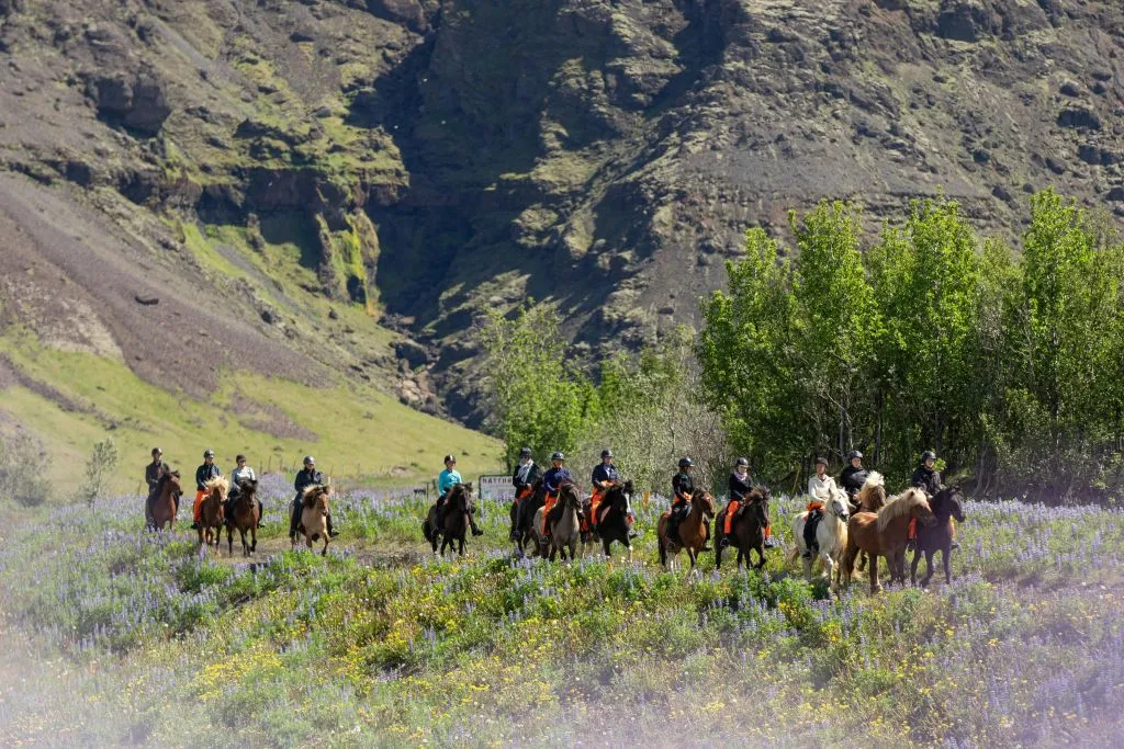 Islândia: Passeio a cavalo - Montanhas e Prados