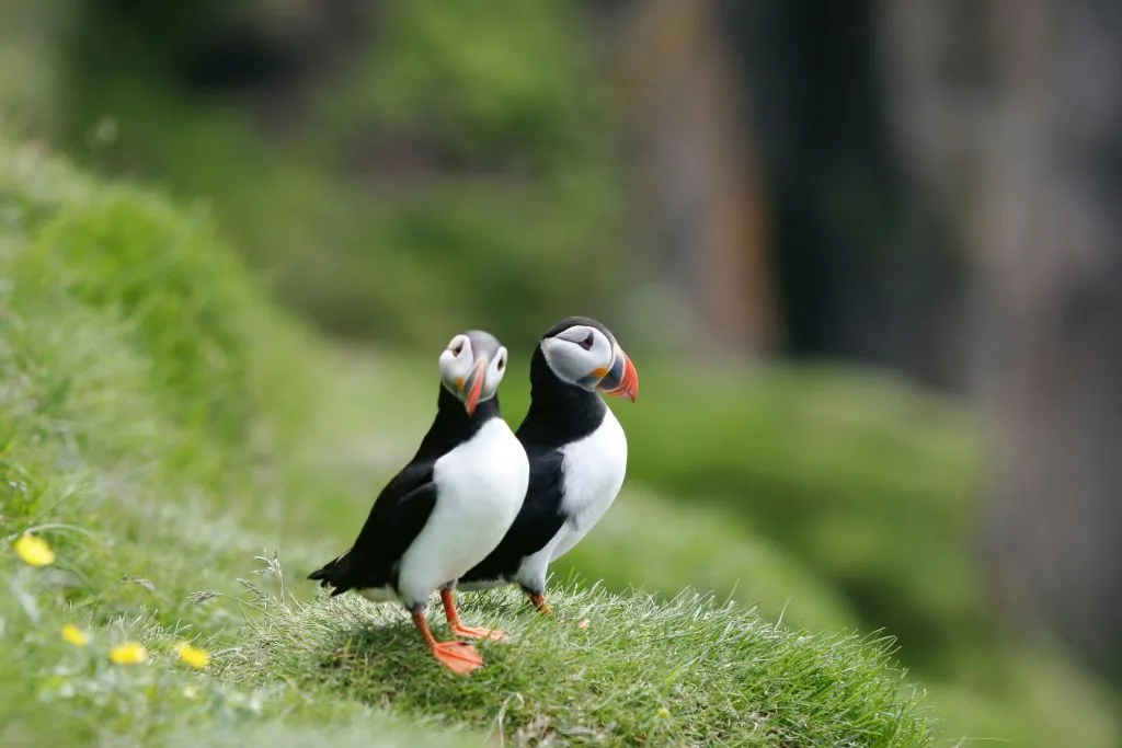 Islande : Excursion à la découverte des macareux depuis Reykjavík