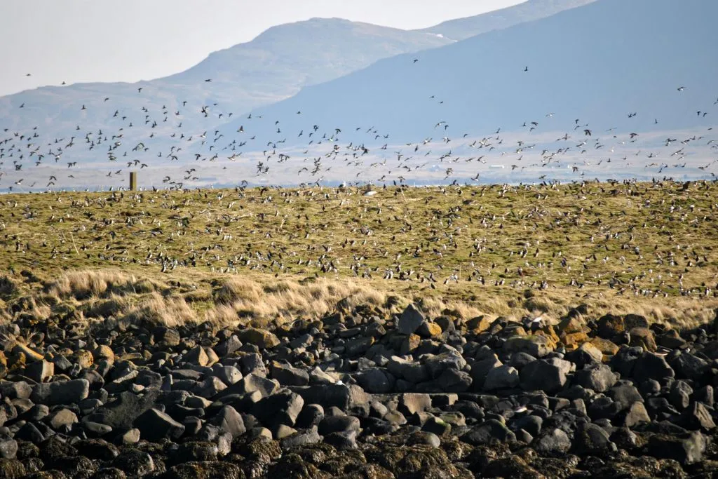 Islande : Excursion à la découverte des macareux depuis Reykjavík