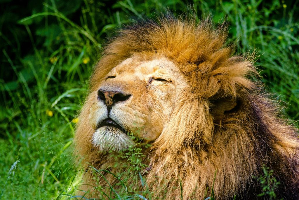 Krakow: Zoo + Hotel Transfer