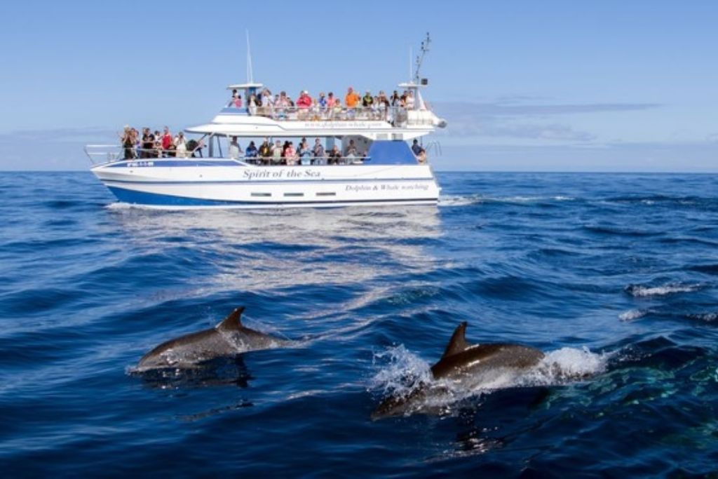 Gran Canaria: Tour de Observação de Golfinhos