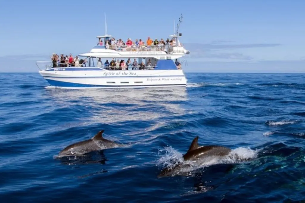 Gran Canaria: Excursión de observación de delfines