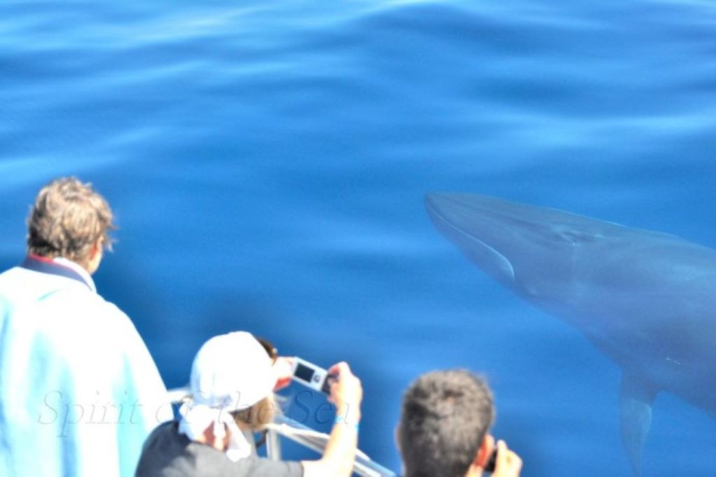 Gran Canaria: Tour de Observação de Golfinhos