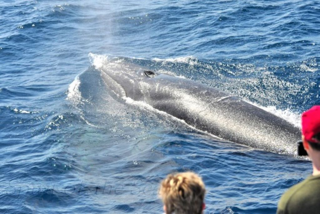 Gran Canaria: Tour de Observação de Golfinhos