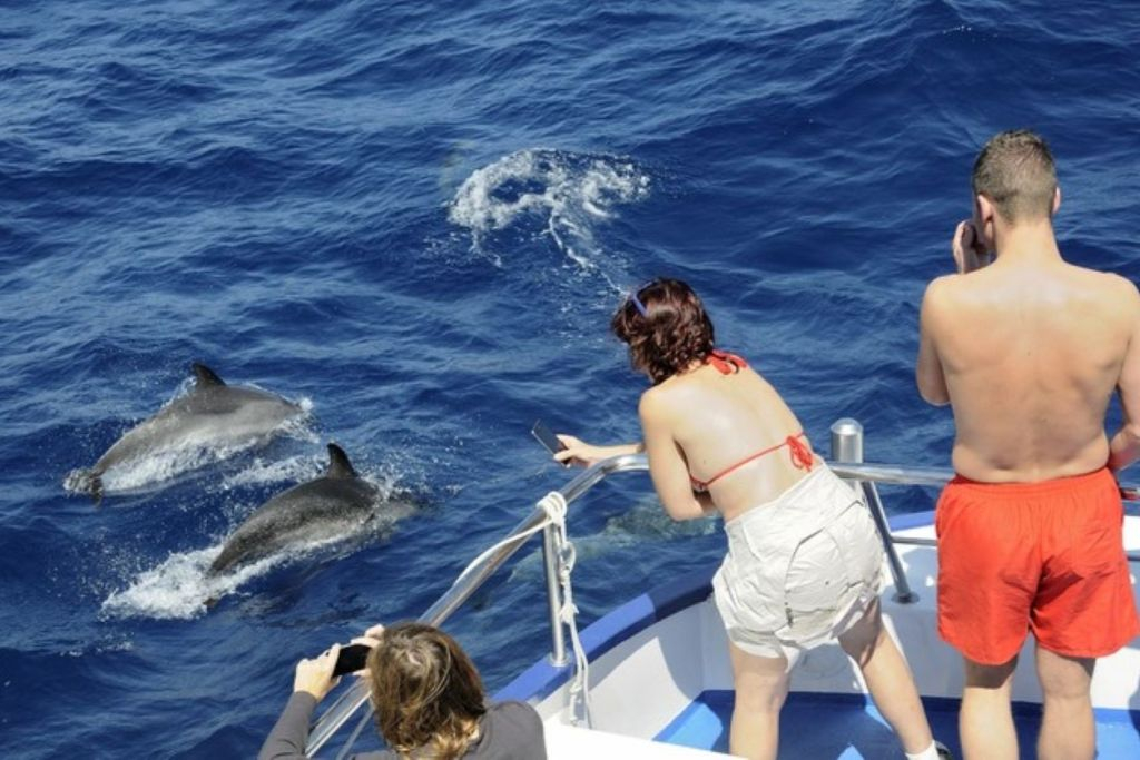 Gran Canaria: Tour de Observação de Golfinhos