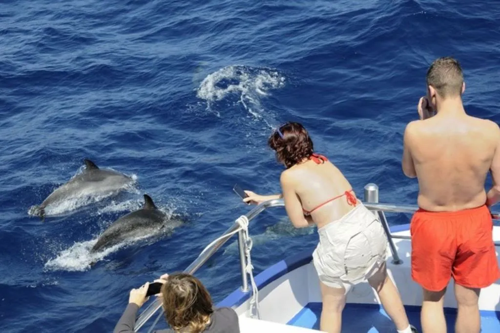 Gran Canaria: Excursión de observación de delfines