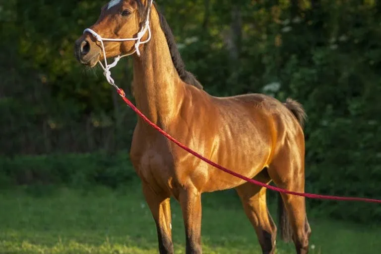 De Cracóvia: Passeio a cavalo de meio dia à beira do lago