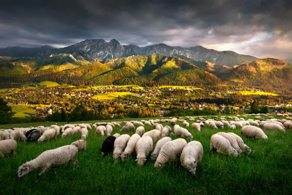 Zakopane: Day Trip from Krakow by Train