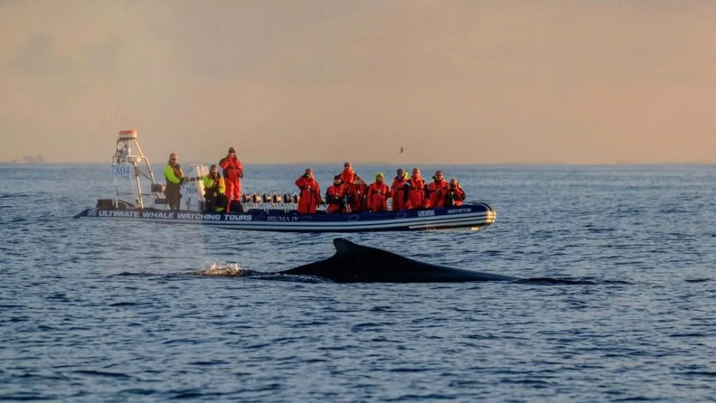 Akureyri: Cruzeiro RIB para observação de baleias ao sol da meia-noite